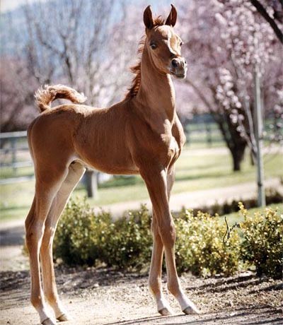 Arabian Foals